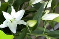 Beautiful lilies close-up in a bouquet. A little white lily close-up.