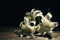 Beautiful lilies on dark background with space for text