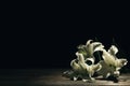 Beautiful lilies on dark background wit