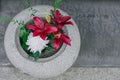 Beautiful Lilies flower in stone pot