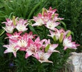 Beautiful Lilies
