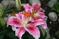 Lilium - Star Gazer - in blossom and with buds Royalty Free Stock Photo