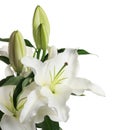 Beautiful lilies on white background.