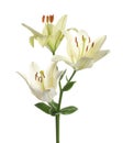 Beautiful lilies on white background. Funeral