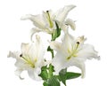 Beautiful lilies on white background.