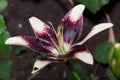 Beautiful lilium cappuccino is growing on a spring meadow. Asiatic hybrids.