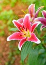 Beautiful lilly flower on tree Royalty Free Stock Photo