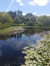 Beautiful lillypads Royalty Free Stock Photo