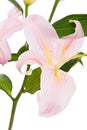 Beautiful lily close up