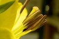 Beautiful lily close-up Royalty Free Stock Photo