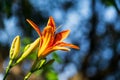 Beautiful lily close-up Royalty Free Stock Photo