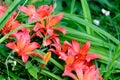 Beautiful lily close-up Royalty Free Stock Photo