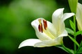 Beautiful lily close-up Royalty Free Stock Photo