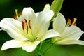 Beautiful lily close-up Royalty Free Stock Photo