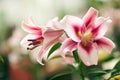 Beautiful lily close-up Royalty Free Stock Photo