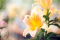 Beautiful lily close-up Royalty Free Stock Photo