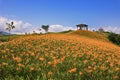 Beautiful Lily field with blue sky in the backgrou