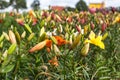 Beautiful Lily field in summer Royalty Free Stock Photo