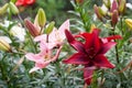 Beautiful Lily field in summer Royalty Free Stock Photo