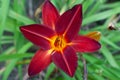 Beautiful lily flower with alternate red-yellow petals and dark green foliage background