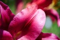 Beautiful lily flower on a background of green leaves. Lily flowers in the garden. Royalty Free Stock Photo