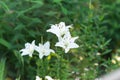 Beautiful lily flower on a background of green leaves. Lily flowers in the garden. Royalty Free Stock Photo