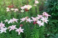 Beautiful lily flower on a background of green leaves. Lily flowers in the garden. Royalty Free Stock Photo