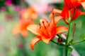 Beautiful lily flower on a background of green leaves. Lily flowers in the garden. Royalty Free Stock Photo