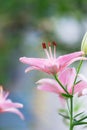 Beautiful lily flower on a background of green leaves. Lily flowers in the garden. Royalty Free Stock Photo