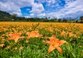 Beautiful lily flower fields in Hualien, Taiwan