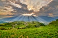 Beautiful lily flower fields in Hualien, Taiwan