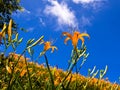 Beautiful lily flower fields in Hualien, Taiwan