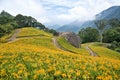 Beautiful lily flower fields in Hualien, Taiwan