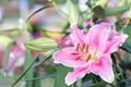 Beautiful lily flower and green leaf background in lily flower garden at sunny summer or spring day. Royalty Free Stock Photo