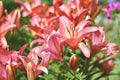 Beautiful Lily flower on green leaves background. Royalty Free Stock Photo