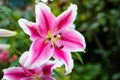 Beautiful Lily flower on green leaves background. Closeup image plant blooming pink tiger lily in the garden.flowers in