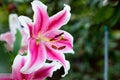 Beautiful Lily flower on green leaves background. Closeup image plant blooming pink tiger lily in the garden.flowers in