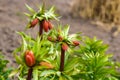 Beautiful Lily flower on green leaves background. Lilium longiflorum flowers in the garden