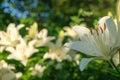 Beautiful Lily flower on green leaves background. Lilium longiflorum flowers in the garden. plant fire lily, tiger lily Royalty Free Stock Photo