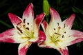 Beautiful Lily flower on green leaves background with water drops after rain. Presented in close-up Royalty Free Stock Photo