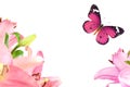 Beautiful lily flowers and colorful butterflies. Nature tenderness