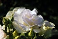 Beautiful lilac flowers in the garden