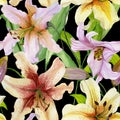 Beautiful lily flowers with green leaves on black background. Seamless floral pattern. Watercolor painting.