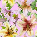 Beautiful lily flowers with green leaves on pink background. Seamless floral pattern. Watercolor painting.