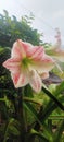 beautiful lily flowers in the  mygarden Royalty Free Stock Photo