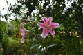 Beautiful lily flowers - pink petals with white edges.  Rural garden in summer Royalty Free Stock Photo