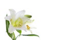 Beautiful lily flowers on white. Luxury white easter lily flower with long green stem isolated on white background.