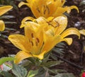 Beautiful lily in the garden