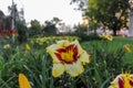 The beautiful Lily is a gentle yellow with a brown middle. Closeup of a yellow flower with pistils.