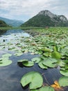 Beautiful lily leaves on Skadar lake